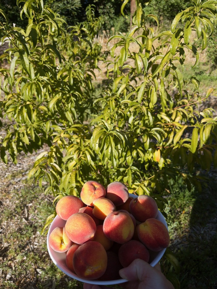 Image from note cute little peaches from this cute little peach tree I planted in my backyard two years ago