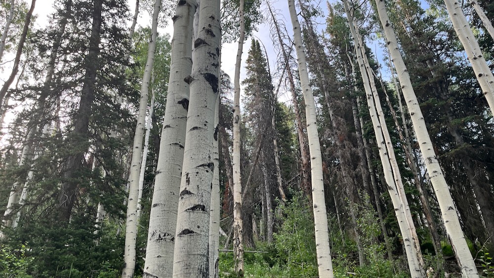 A Moffitish mountainside forest