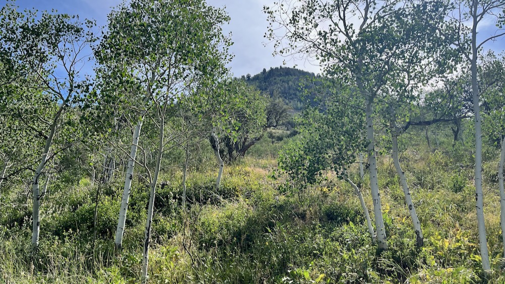 View to a Moffitish Peak